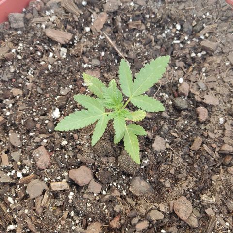 Tribu León Gratitud  growlog timeline photo