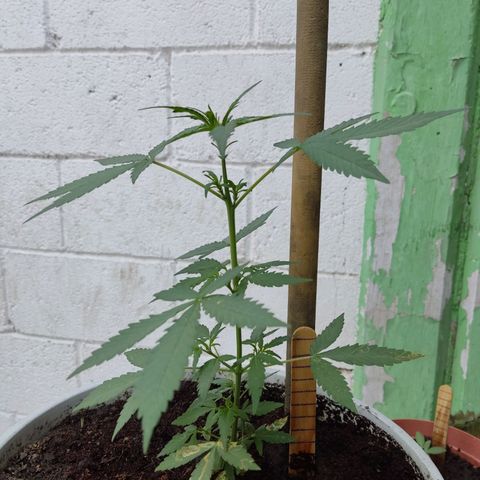 Tribu MacGregor  growlog timeline photo
