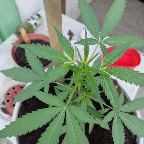 Tribu MacGregor  growlog timeline photo