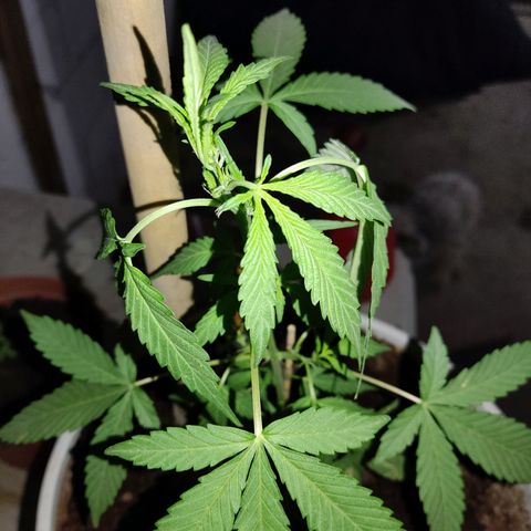 Tribu MacGregor  growlog timeline photo