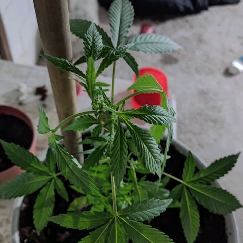 Tribu MacGregor  growlog timeline photo