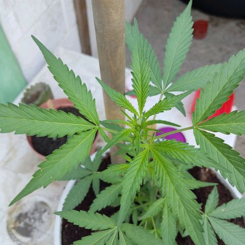 Tribu MacGregor  growlog timeline photo