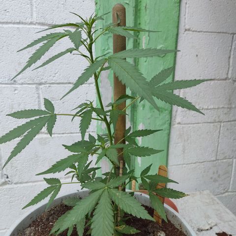 Tribu MacGregor  growlog timeline photo