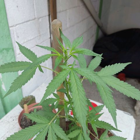 Tribu MacGregor  growlog timeline photo