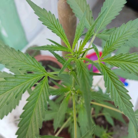 Tribu MacGregor  growlog timeline photo