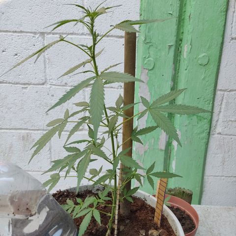 Tribu MacGregor  growlog timeline photo
