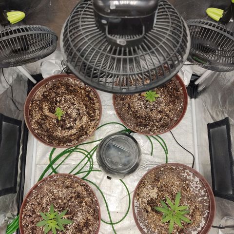 Tribu León Amor  growlog timeline photo