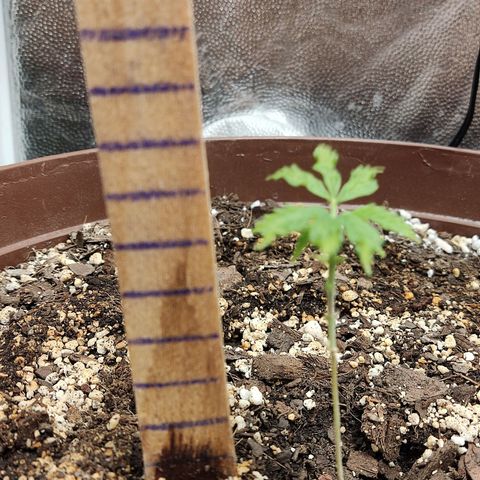 Santa Marta Haze growlog timeline photo