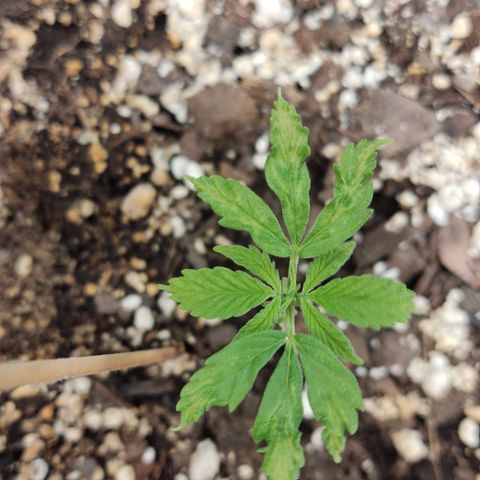 Santa Marta Haze growlog timeline photo