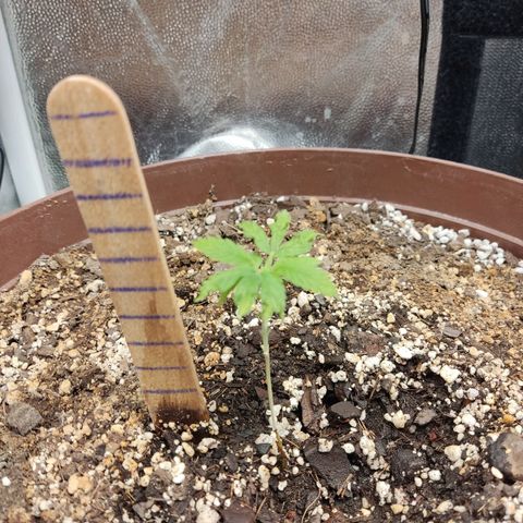 Santa Marta Haze growlog timeline photo