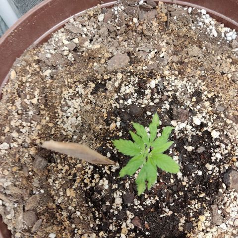 Santa Marta Haze growlog timeline photo