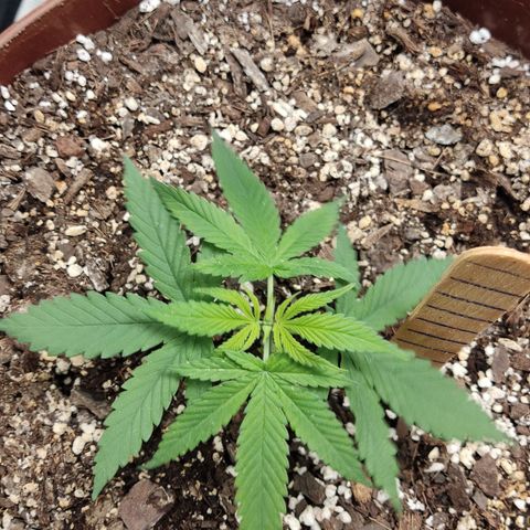 Tribu León Amor  growlog timeline photo