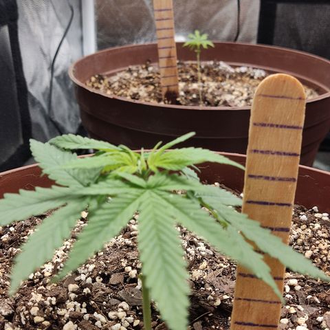Tribu León Amor  growlog timeline photo