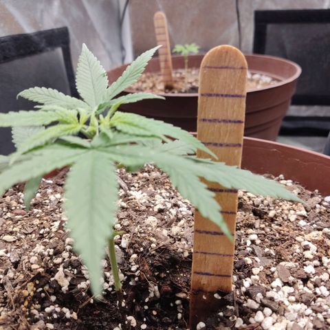 Tribu León Amor  growlog timeline photo
