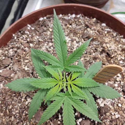 Tribu León Amor  growlog timeline photo