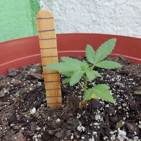 Tribu León Gratitud  growlog timeline photo