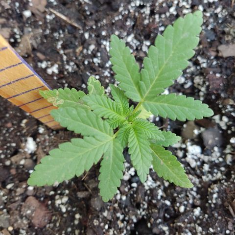 Tribu León Gratitud  growlog timeline photo