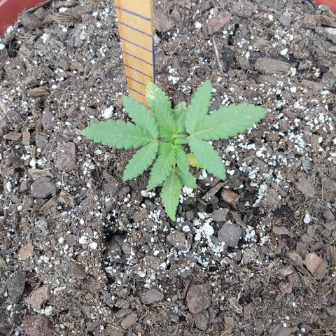 Tribu León Gratitud  growlog timeline photo
