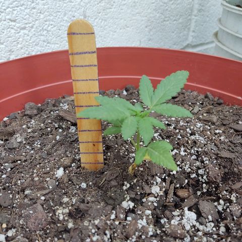 Tribu León Gratitud  growlog timeline photo