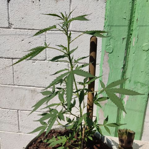 Tribu MacGregor  growlog timeline photo