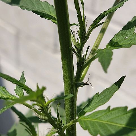 Tribu MacGregor  growlog timeline photo