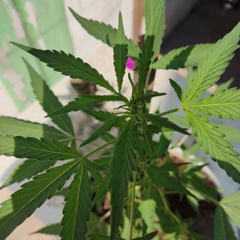 Tribu MacGregor  growlog timeline photo
