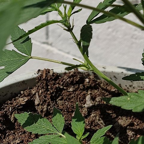 Tribu MacGregor  growlog timeline photo