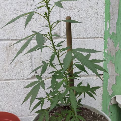 Tribu MacGregor  growlog timeline photo