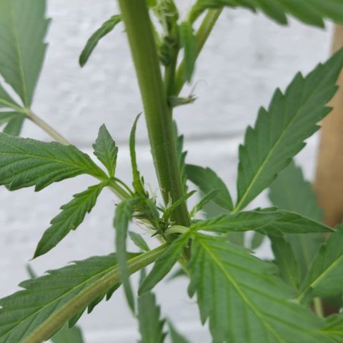 Tribu MacGregor  growlog timeline photo