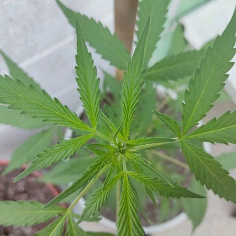 Tribu MacGregor  growlog timeline photo