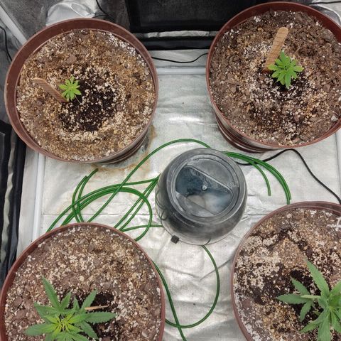 Tribu León Amor  growlog timeline photo