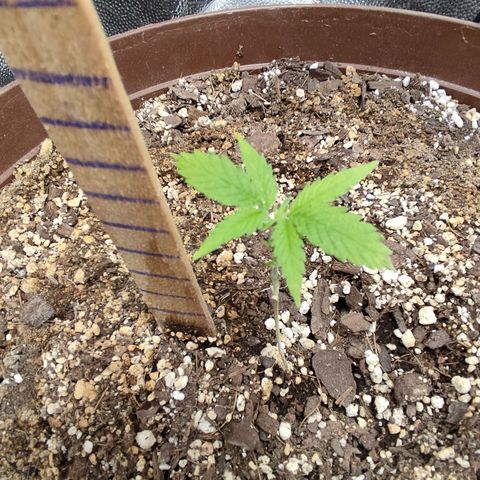 Santa Marta Haze growlog timeline photo
