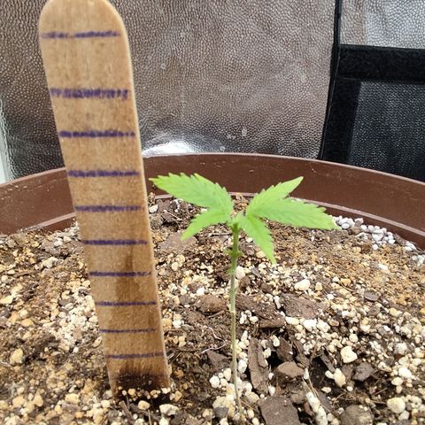 Santa Marta Haze growlog timeline photo