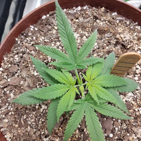 Tribu León Amor  growlog timeline photo