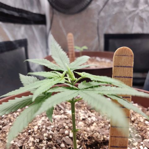 Tribu León Amor  growlog timeline photo