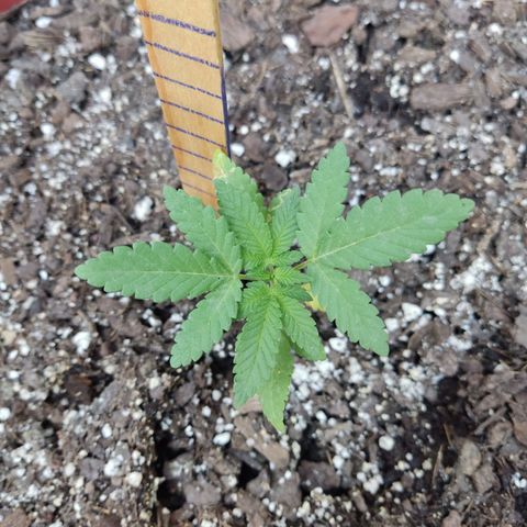 Tribu León Gratitud  growlog timeline photo