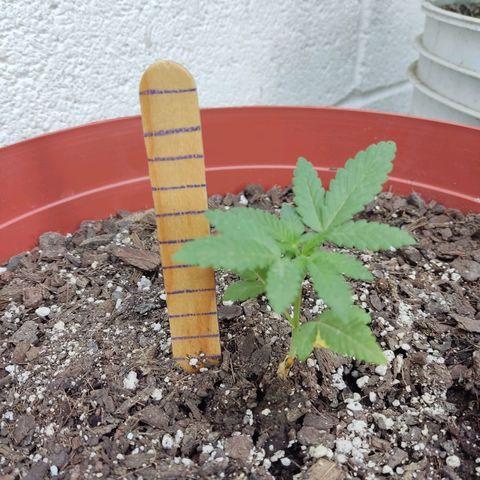 Tribu León Gratitud  growlog timeline photo