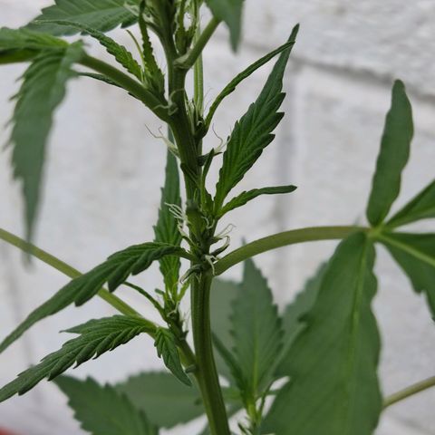 Tribu MacGregor  growlog timeline photo