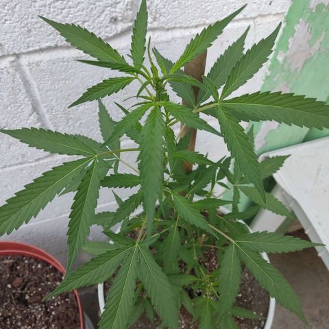Tribu MacGregor  growlog timeline photo