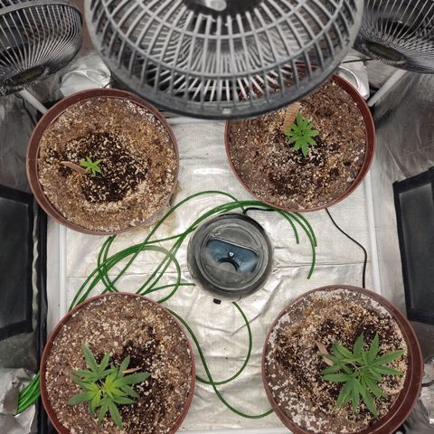 Tribu León Amor  growlog timeline photo