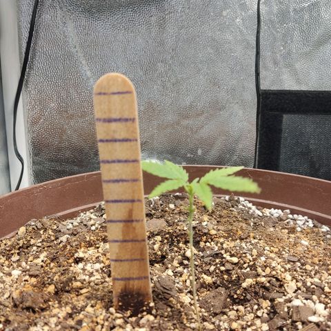 Santa Marta Haze growlog timeline photo