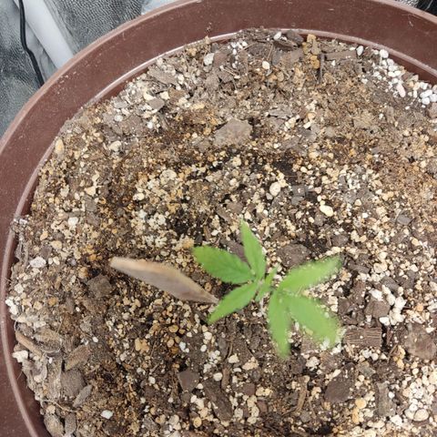 Santa Marta Haze growlog timeline photo