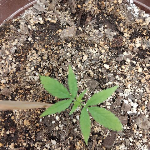 Santa Marta Haze growlog timeline photo