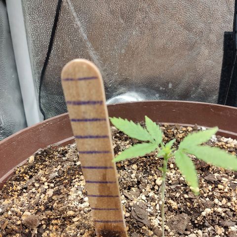 Santa Marta Haze growlog timeline photo