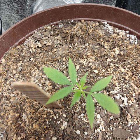 Santa Marta Haze growlog timeline photo