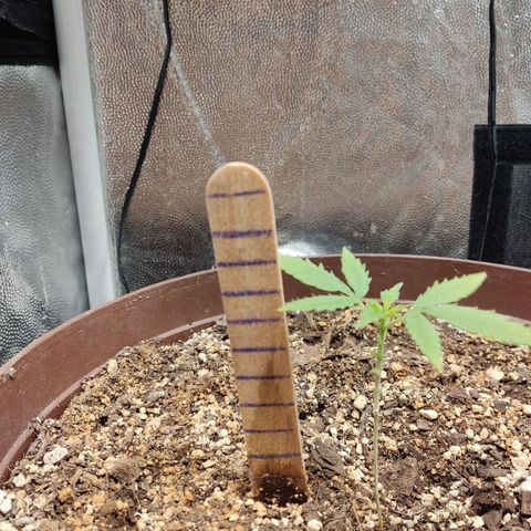 Santa Marta Haze growlog timeline photo