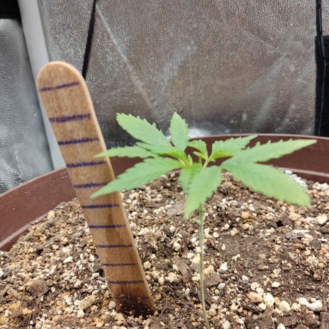 Santa Marta Haze growlog timeline photo