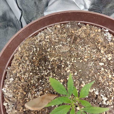 Santa Marta Haze growlog timeline photo