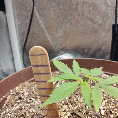 Santa Marta Haze growlog timeline photo