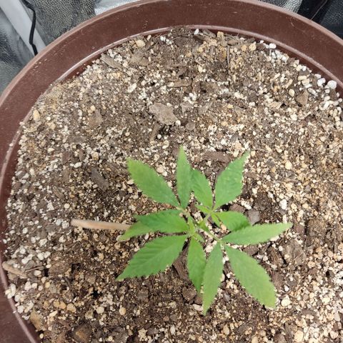 Santa Marta Haze growlog timeline photo